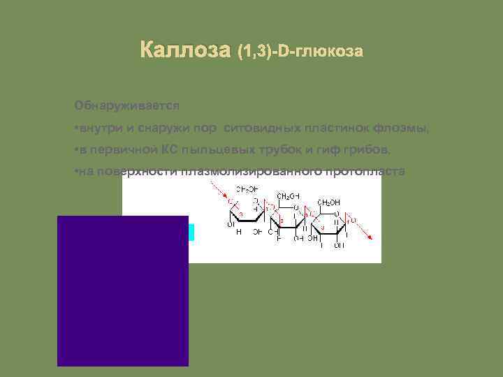 Каллоза (1, 3)-D-глюкоза Обнаруживается • внутри и снаружи пор ситовидных пластинок флоэмы, • в