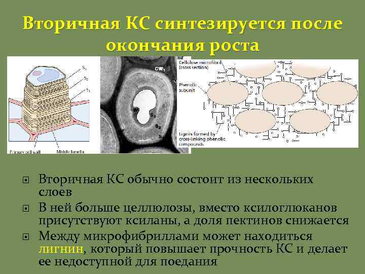 Какова роль клеточной стенки оболочки. Строение вторичной клеточной стенки. Склереиды вторичная клеточная стенка. Первичная вторичная клеточная стенка клеток. Первичная и вторичная клеточная стенка растений.