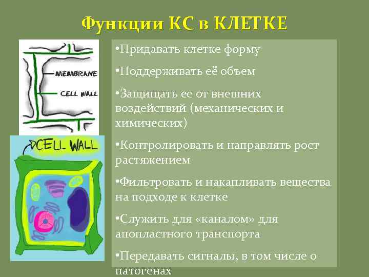 Функции КС в КЛЕТКЕ • Придавать клетке форму • Поддерживать её объем • Защищать