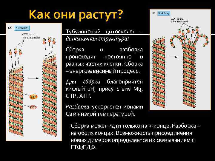 Как они растут? Тубулиновый цитоскелет – динамичная структура! Сборка и разборка происходят постоянно в
