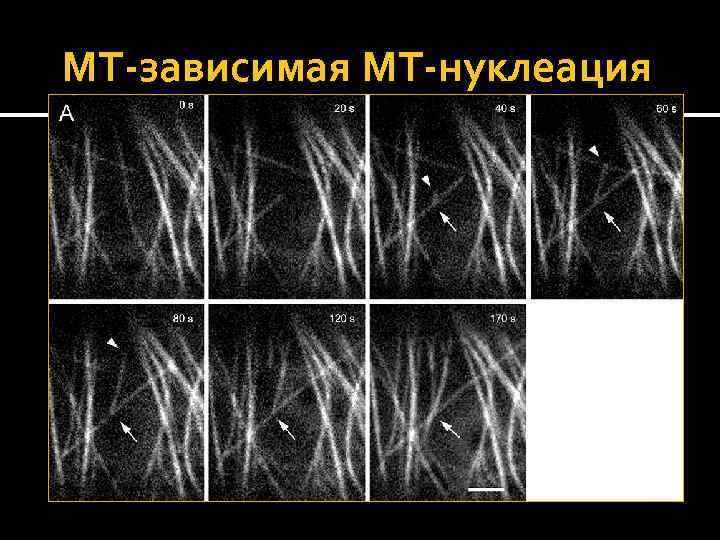 МТ-зависимая МТ-нуклеация 