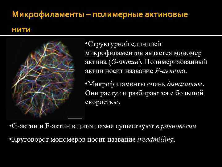 Микрофиламенты – полимерные актиновые нити • Структурной единицей микрофиламентов является мономер актина (G-актин). Полимеризованный