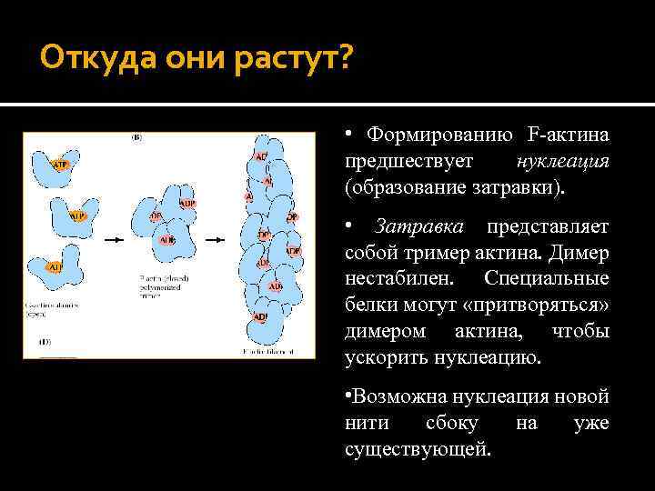 Откуда они растут? • Формированию F-актина предшествует нуклеация (образование затравки). • Затравка представляет собой