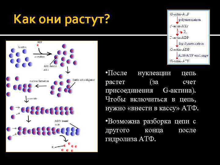 Как они растут? • После нуклеации цепь растет (за счет присоединения G-актина). Чтобы включиться