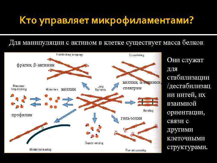 Кто управляет микрофиламентами? Для манипуляции с актином в клетке существует масса белков. , фрагин,