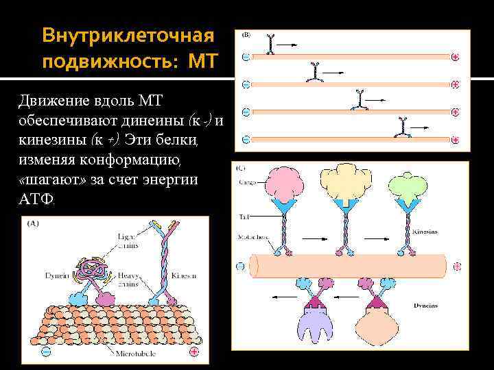 Цистит корнилова схема