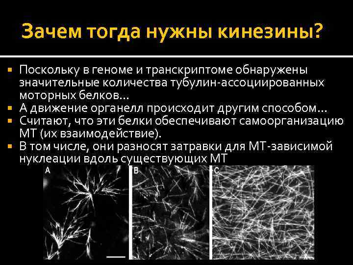 Зачем тогда нужны кинезины? Поскольку в геноме и транскриптоме обнаружены значительные количества тубулин-ассоциированных моторных
