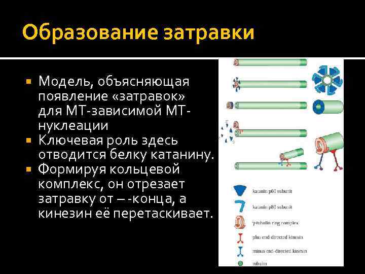 Образование затравки Модель, объясняющая появление «затравок» для МТ-зависимой МТнуклеации Ключевая роль здесь отводится белку