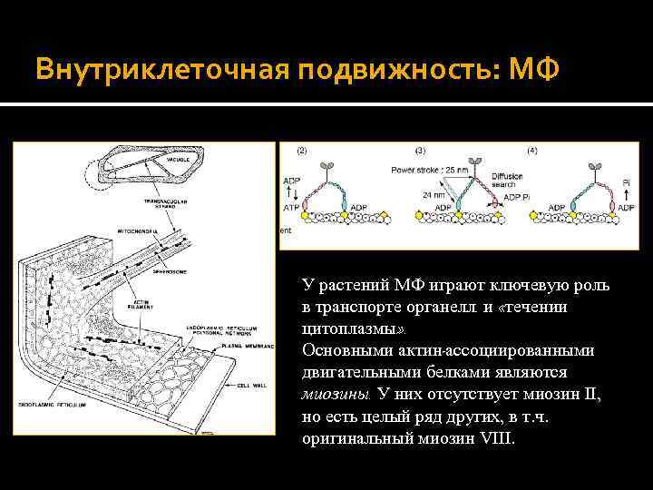 Внутриклеточная подвижность: МФ У растений МФ играют ключевую роль в транспорте органелл. и «течении