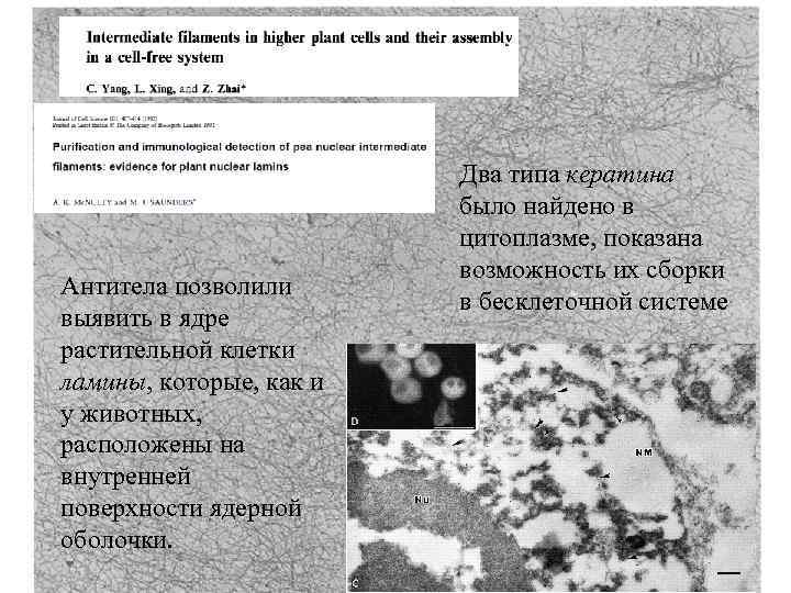 Антитела позволили выявить в ядре растительной клетки ламины, которые, как и у животных, расположены
