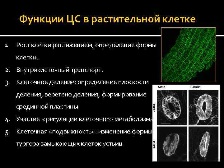 Функции ЦС в растительной клетке 1. Рост клетки растяжением, определение формы клетки. 2. Внутриклеточный