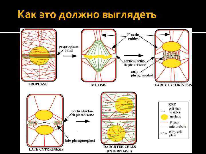 Как это должно выглядеть 