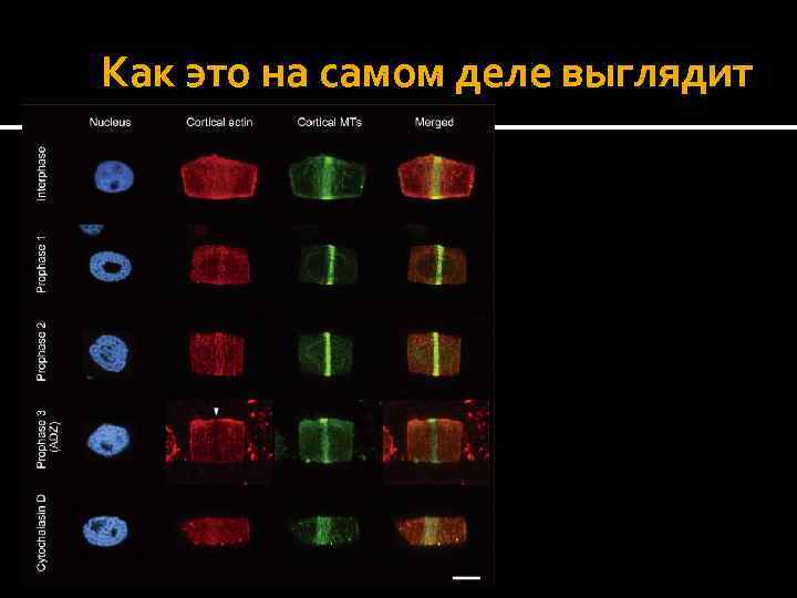 Как это на самом деле выглядит 