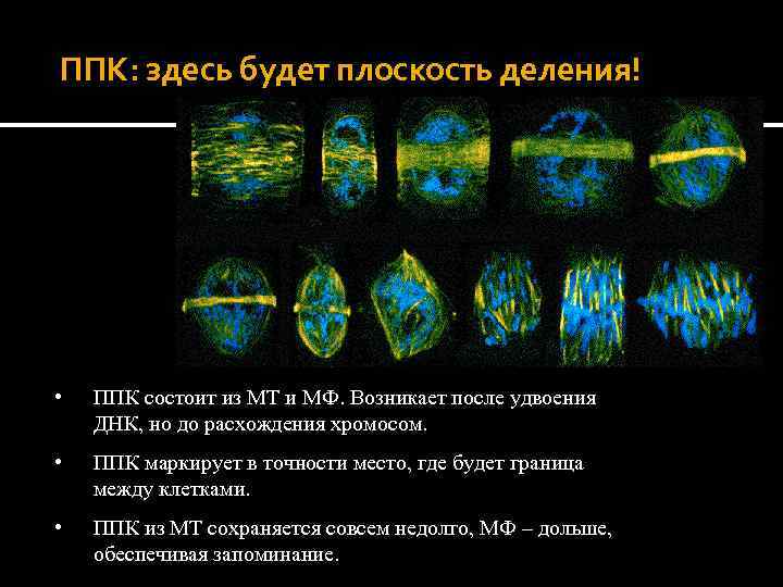 ППК: здесь будет плоскость деления! • ППК состоит из МТ и МФ. Возникает после