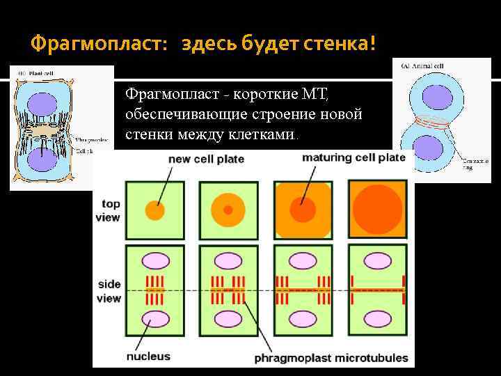 Фрагмопласт: здесь будет стенка! Фрагмопласт – короткие МТ, обеспечивающие строение новой стенки между клетками.