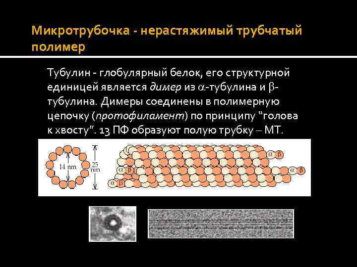 Микротрубочка - нерастяжимый трубчатый полимер Тубулин - глобулярный белок, его структурной единицей является димер