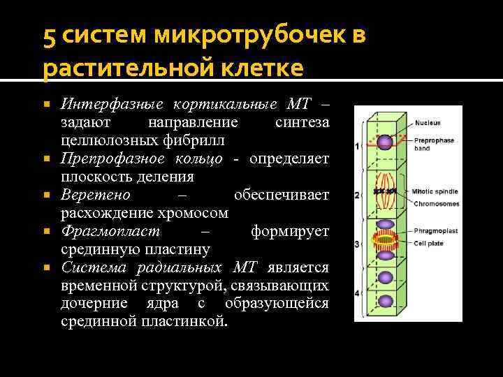 5 систем микротрубочек в растительной клетке Интерфазные кортикальные МТ – задают направление синтеза целлюлозных