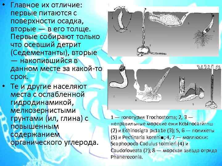  • Главное их отличие: первые питаются с поверхности осадка, вторые — в его