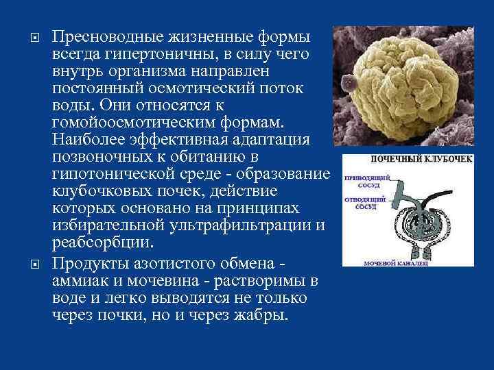  Пресноводные жизненные формы всегда гипертоничны, в силу чего внутрь организма направлен постоянный осмотический