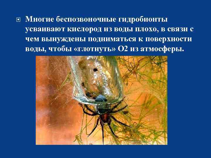  Многие беспозвоночные гидробионты усваивают кислород из воды плохо, в связи с чем вынуждены