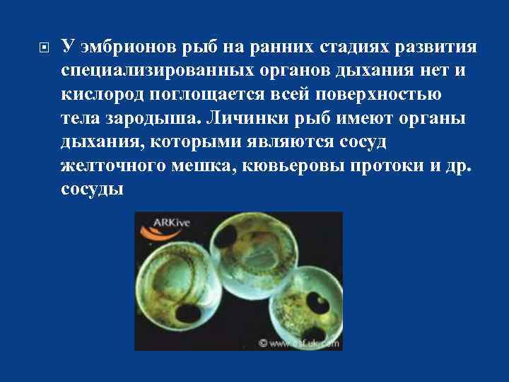 Развитие зародыша проходит стадию личинки. Стадии развития зародыша рыбы. Развитие эмбриона рыбы. Этапы развития рыбы. Стадии развития эмбриона рыбы.