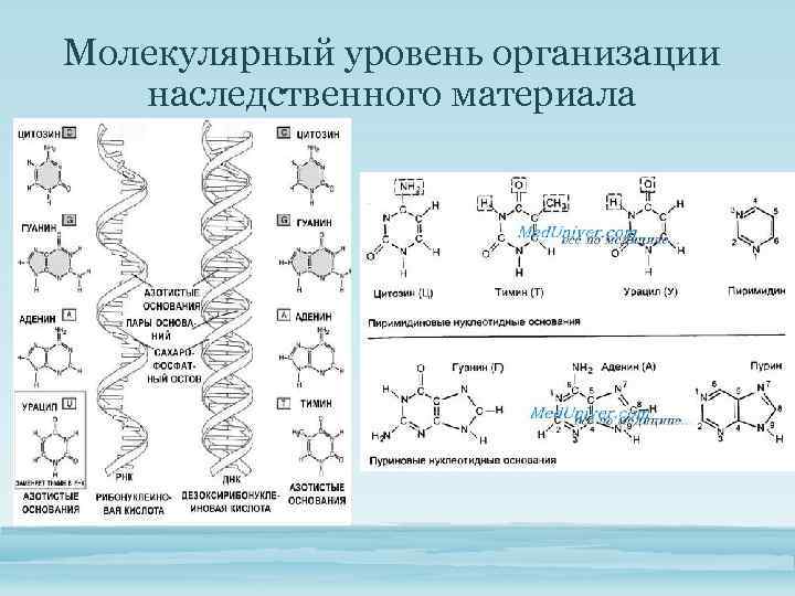 Какой уровень организации жизни отражен на данном рисунке молекулярно генетический