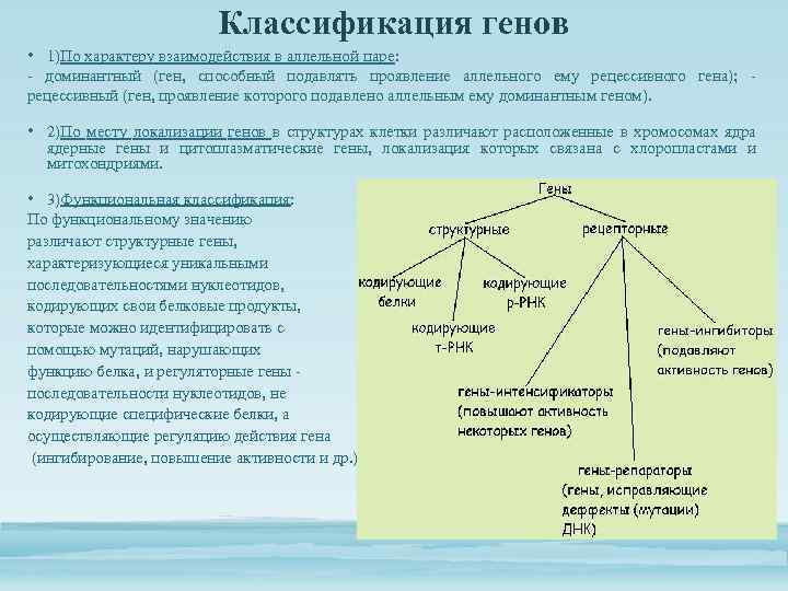 Структурные гены