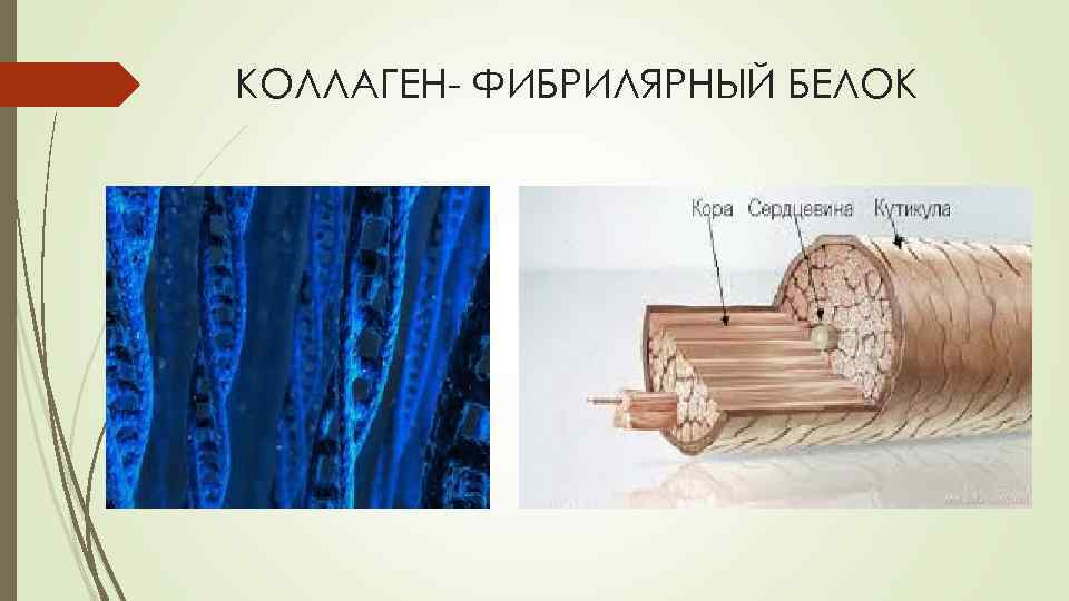 КОЛЛАГЕН- ФИБРИЛЯРНЫЙ БЕЛОК 