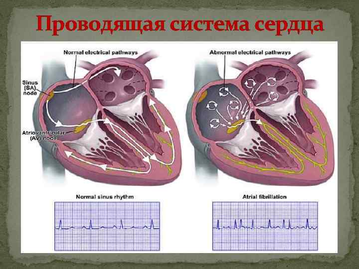 Проводящая система сердца механизм автоматии сердца презентация