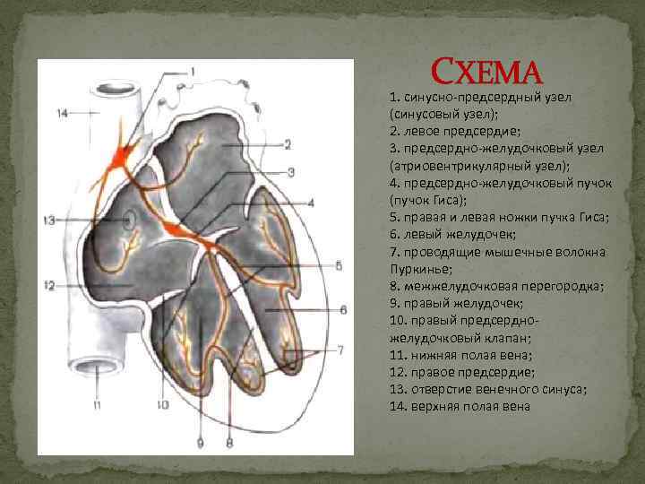 СХЕМА 1. синусно-предсердный узел (синусовый узел); 2. левое предсердие; 3. предсердно-желудочковый узел (атриовентрикулярный узел);