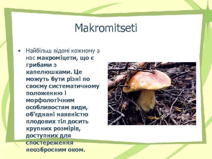 Makromitseti • Найбільш відомі кожному з нас макроміцети, що є грибами з капелюшками. Це