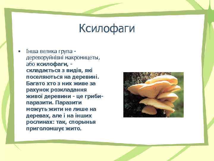 Ксилофаги • Інша велика група дереворуйнівні макромицеты, або ксилофаги, складається з видів, які поселяються