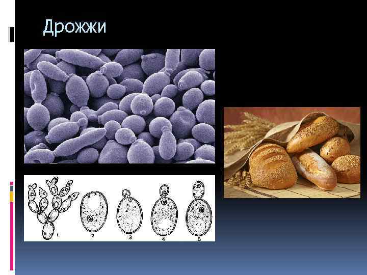 Дрожжи под микроскопом