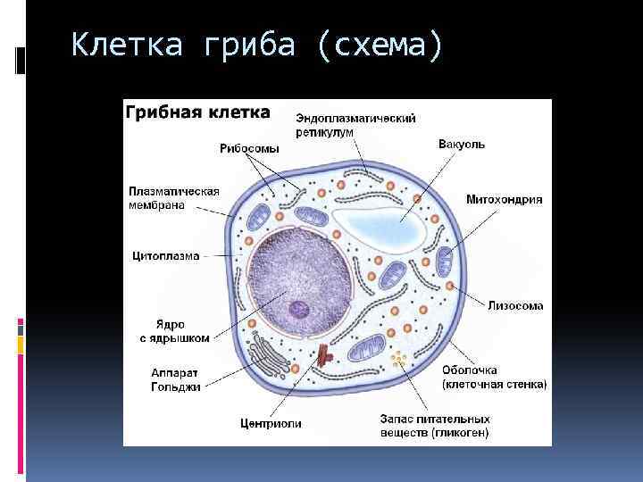 Клетка гриба (схема) 