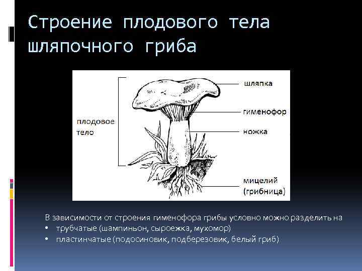 Тело гриба состоит из ответ. Строение гриба гименофор. Пластинчатый гименофор. Строение плодовых тел шляпочных грибов.