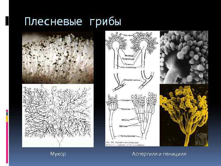 На рисунке изображен мукор ягель пеницилл масленок