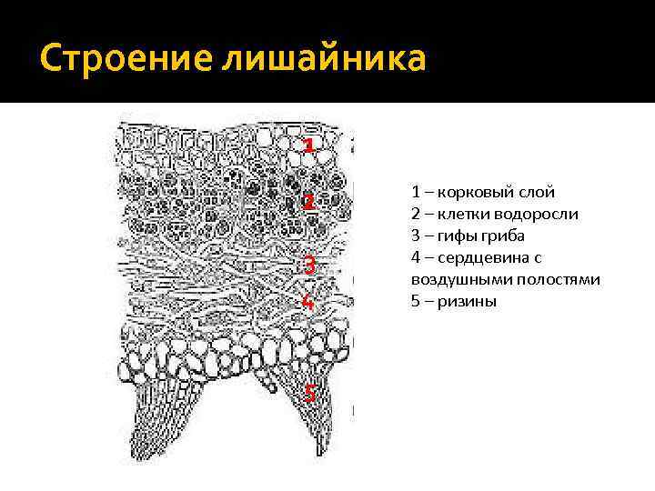 Строение лишайника 1 2 3 4 5 1 – корковый слой 2 – клетки