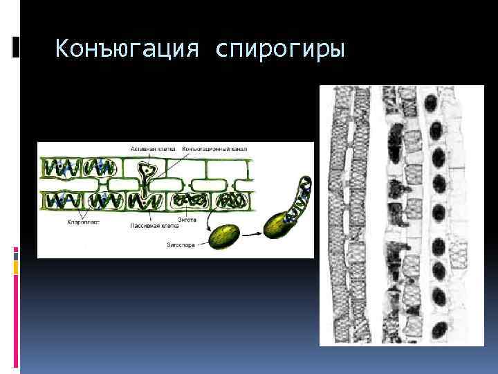 Рассмотрите изображение растений редька дикая спирогира