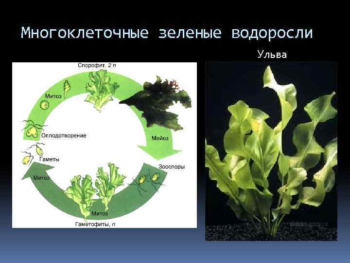 Водоросли автотрофы