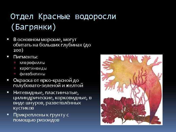 Отдел Красные водоросли (Багрянки) В основном морские, могут обитать на больших глубинах (до 200)