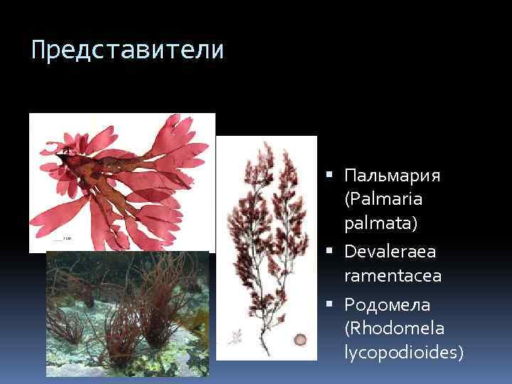 Представители Пальмария (Palmaria palmata) Devaleraea ramentacea Родомела (Rhodomela lycopodioides) 