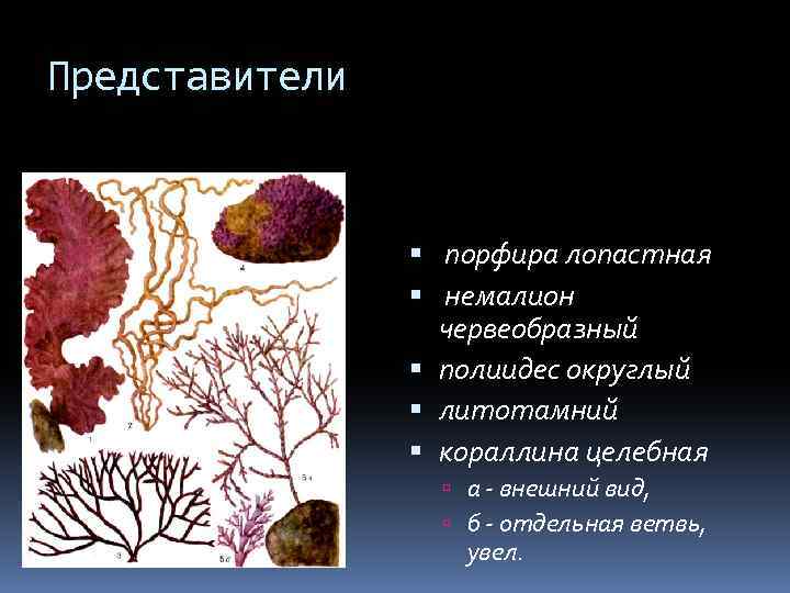 Рассмотрите изображение растений порфира пестрая