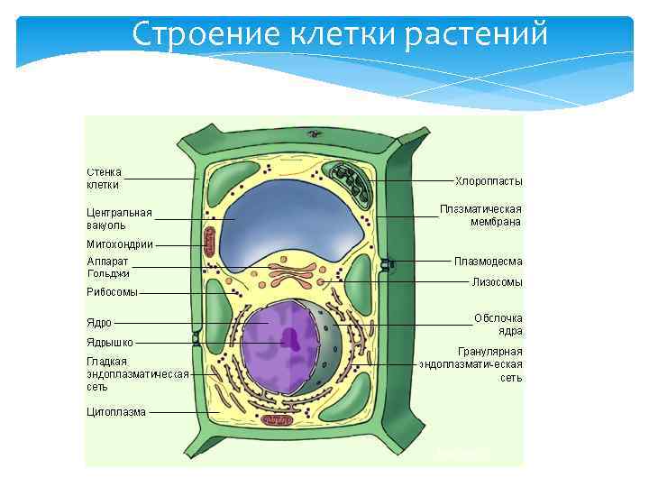 Строение клетки растений biology. ru 