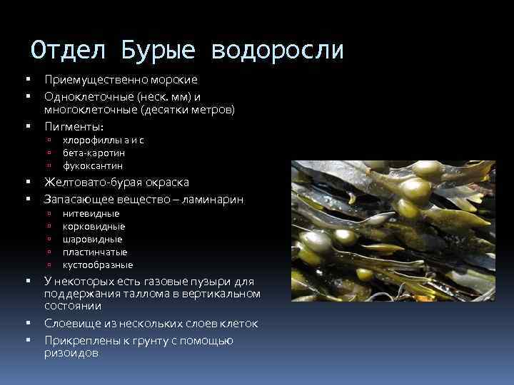 Отдел Бурые водоросли Приемущественно морские Одноклеточные (неск. мм) и многоклеточные (десятки метров) Пигменты: Желтовато-бурая