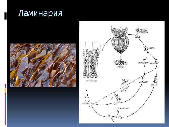 Водоросли автотрофы