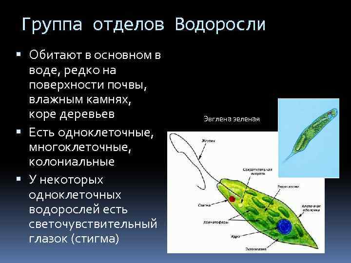 Миксотрофы