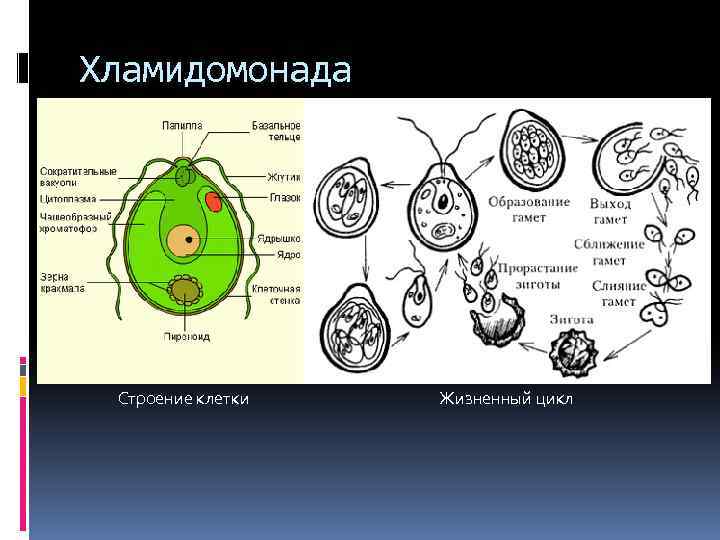 Хламидомонада строение