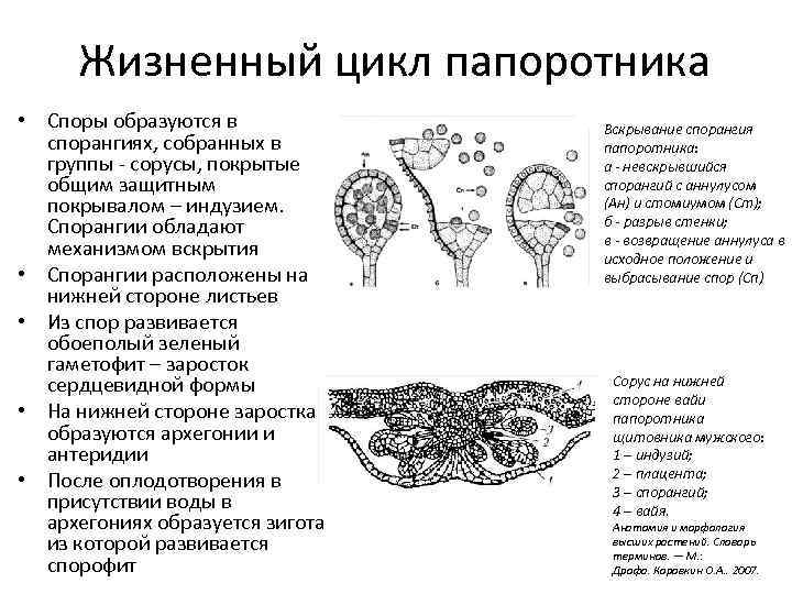 Описание жизненного цикла папоротника