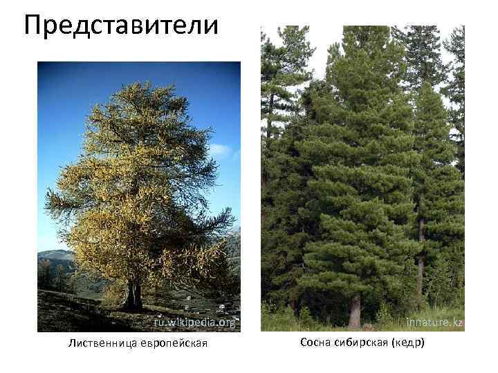 Представители ru. wikipedia. org Лиственница европейская innature. kz Сосна сибирская (кедр) 