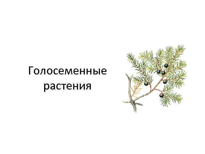 Тест голосеменные растения 7 класс. Голосеменные Девон. Голосеменные лиственные растения. Первые Голосеменные растения. Вымершие Голосеменные растения.